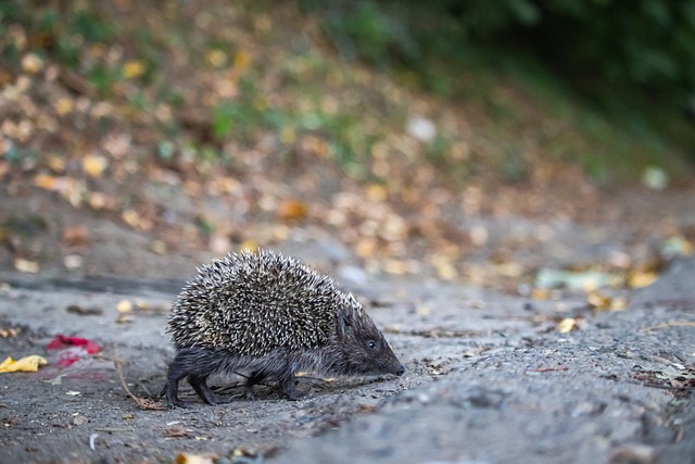 那么曼城一 那么曼城一